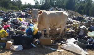 Системой вывоза твердых коммунальных отходов хотят охватить, в том числе, сельскую местность.