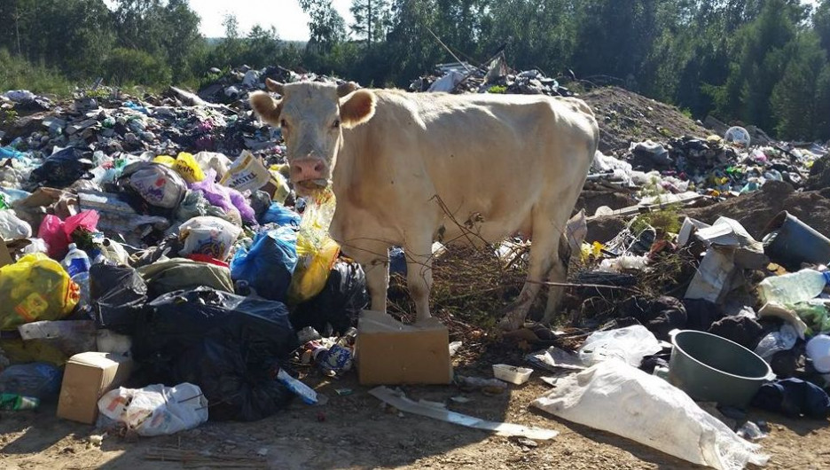 Системой вывоза твердых коммунальных отходов хотят охватить, в том числе, сельскую местность.