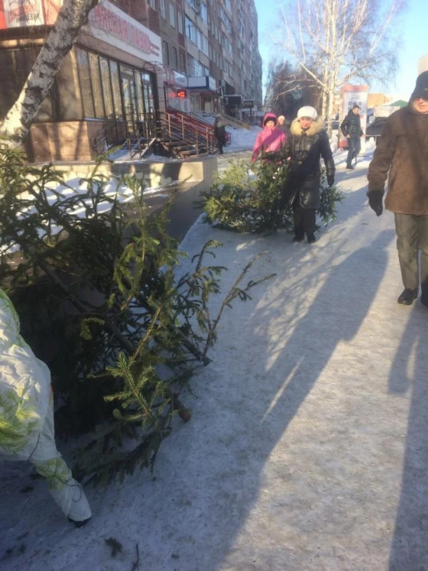 В Барнауле собрали елки