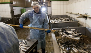 Производство рыбы на Алтае