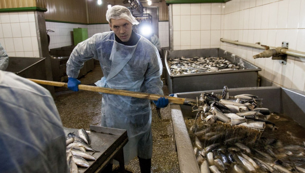 Производство рыбы на Алтае
