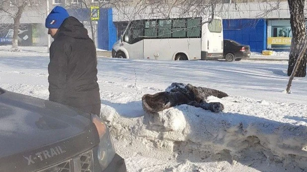 В Барнауле Toyota сбила женщину на переходе.