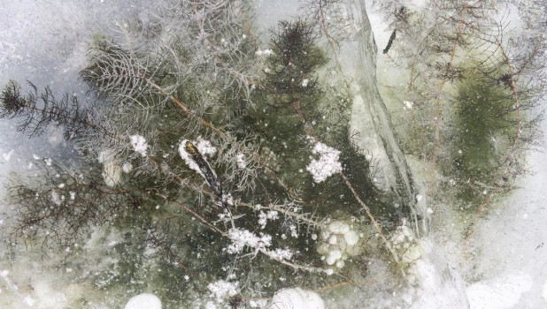Подводная растительность Телецкого озера вмерзла в лед. Январь 2019 года.