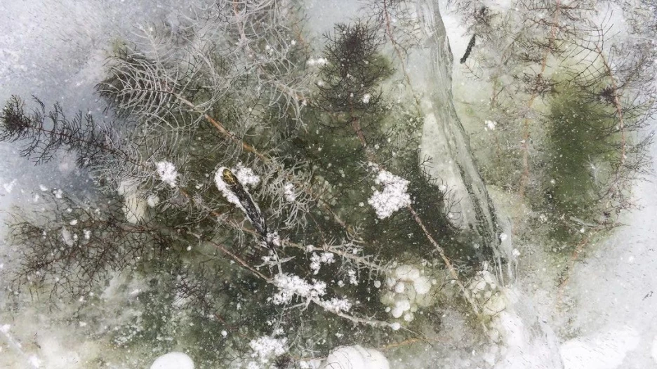 Подводная растительность Телецкого озера вмерзла в лед. Январь 2019 года.
