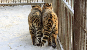 Тигрята в барнаульском зоопарке зимой.