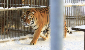 Тигры в барнаульском зоопарке зимой.