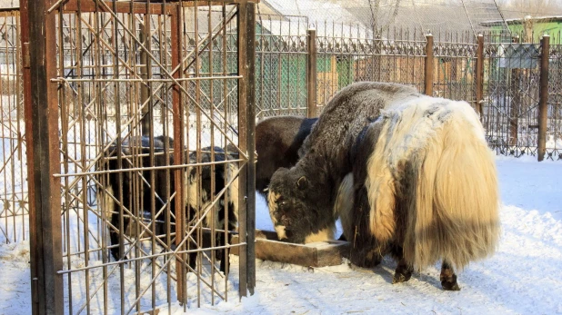 Яки в барнаульском зоопарке зимой.