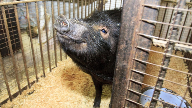 Вислобрюхая свинья в барнаульском зоопарке зимой.