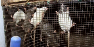 Крысы в барнаульском зоопарке зимой.