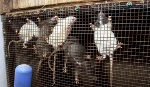 Крысы в барнаульском зоопарке зимой.