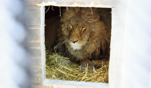 Лев в барнаульском зоопарке зимой.