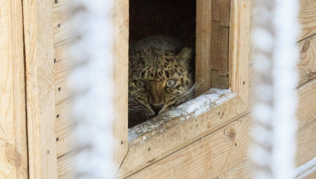 Дальневосточный леопард в барнаульском зоопарке зимой.