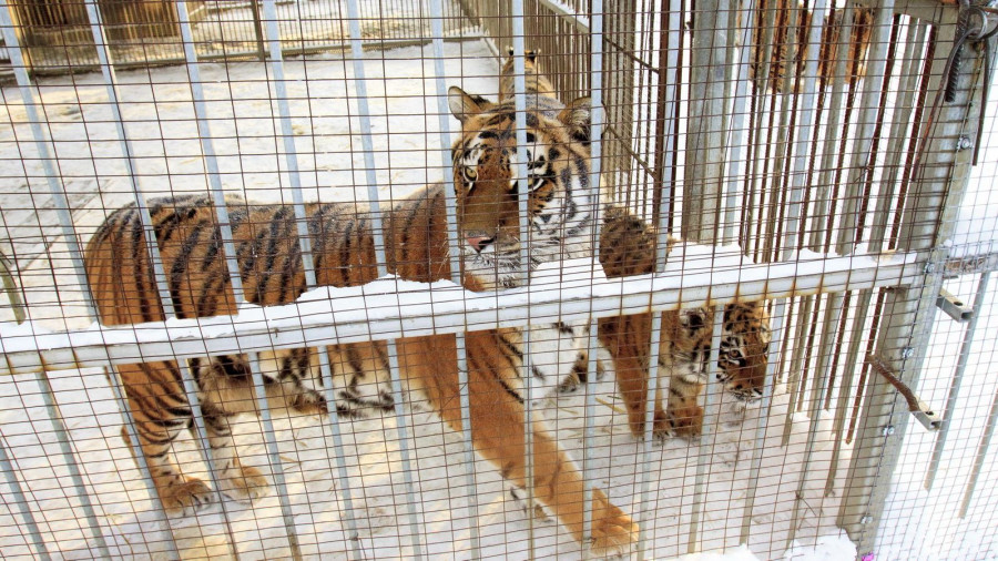 Тигры в барнаульском зоопарке зимой.