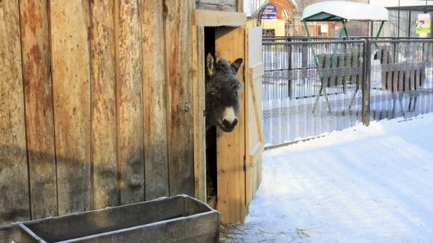 В барнаульском зоопарке зимой.