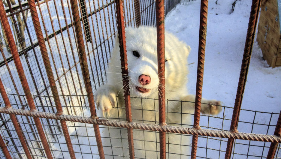 Барнаульский зоопарк на один день сделает бесплатный вход для всех
