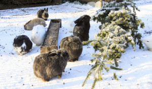 Кролики в барнаульском зоопарке зимой.