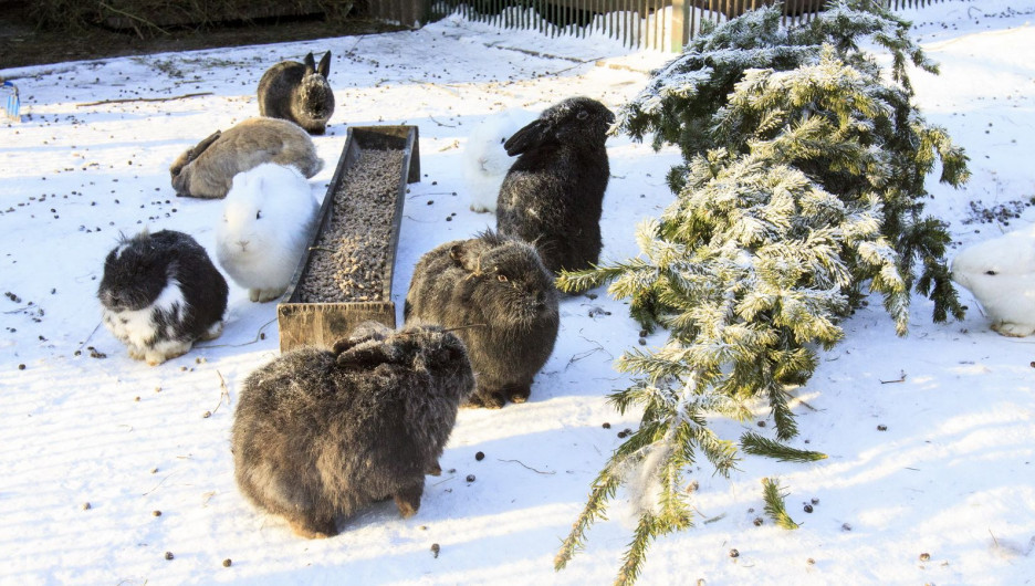 Кролики в барнаульском зоопарке зимой.
