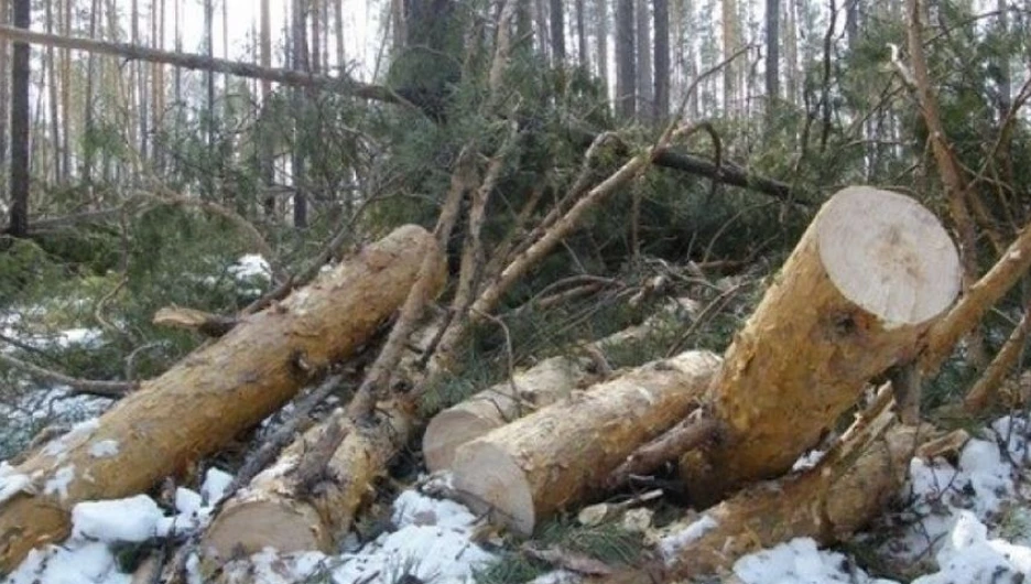 Срубленная сосна.