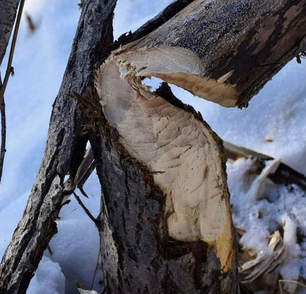 Бобры на Алтае.