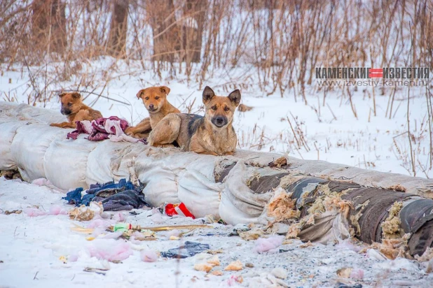 Стаи бродячих собак держат в страхе жителей алтайского города.