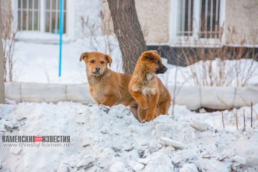 Стаи бродячих собак держат в страхе жителей алтайского города.