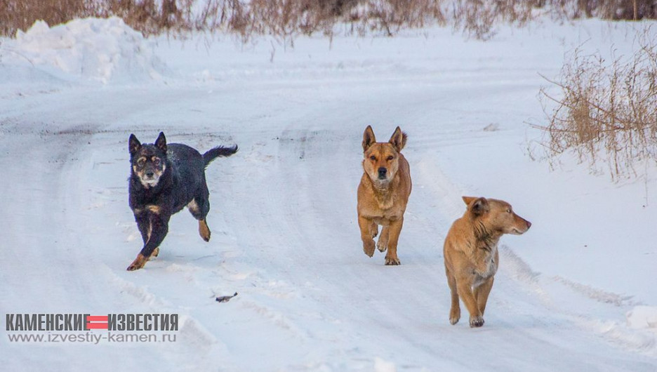 Алтайский край получит право на усыпление опасных бродячих собак