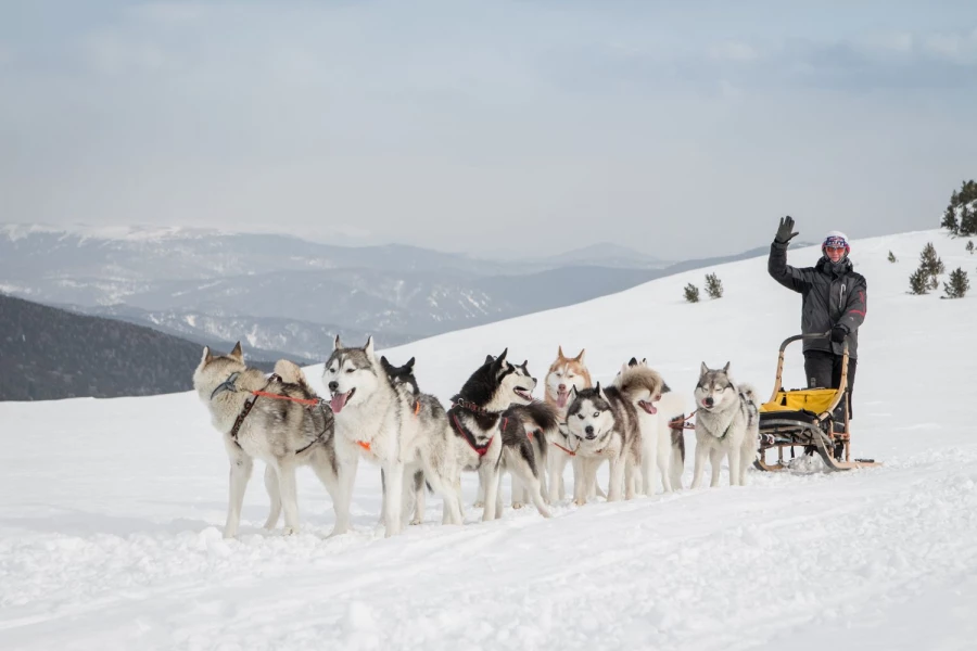 Катание на собачьей упряжке.