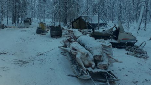 Якутские браконьеры застрелили 38 северных оленей.