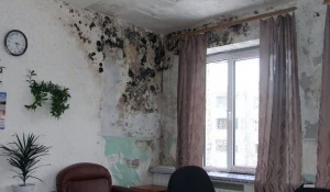 Как избавиться от плесени, сквозняков и шума и освежить воздух в доме.