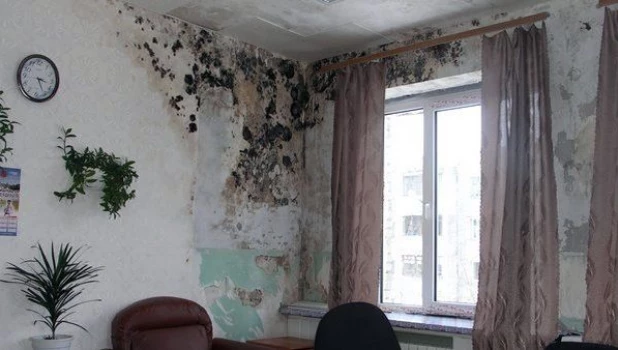 Как избавиться от плесени, сквозняков и шума и освежить воздух в доме.