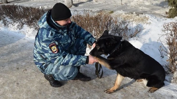 В Барнауле служебная собака помогла полицейским найти вора.