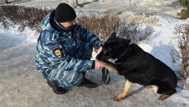 В Барнауле служебная собака помогла полицейским найти вора.