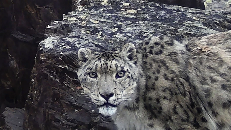 Самка барса Южанка.