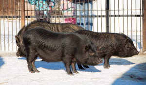 Подросшие мини-пиги. Барнаульский зоопарк, март 2018 года.
