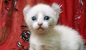 В Барнауле за 50 тысяч продают котенка экспериментальной породы.