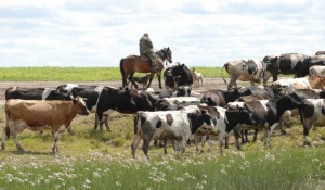 Стада коров с частных подворий на Алтае сокращаются.