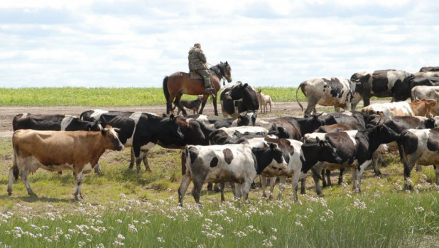 Стада коров с частных подворий на Алтае сокращаются.
