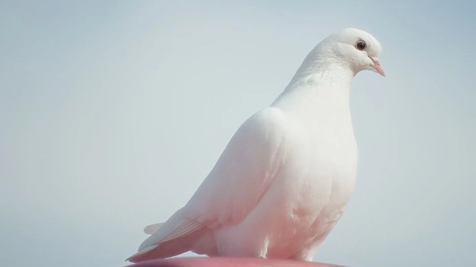 Голубь. Благовещение.