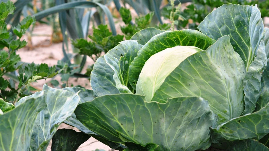 Капуста. Огород