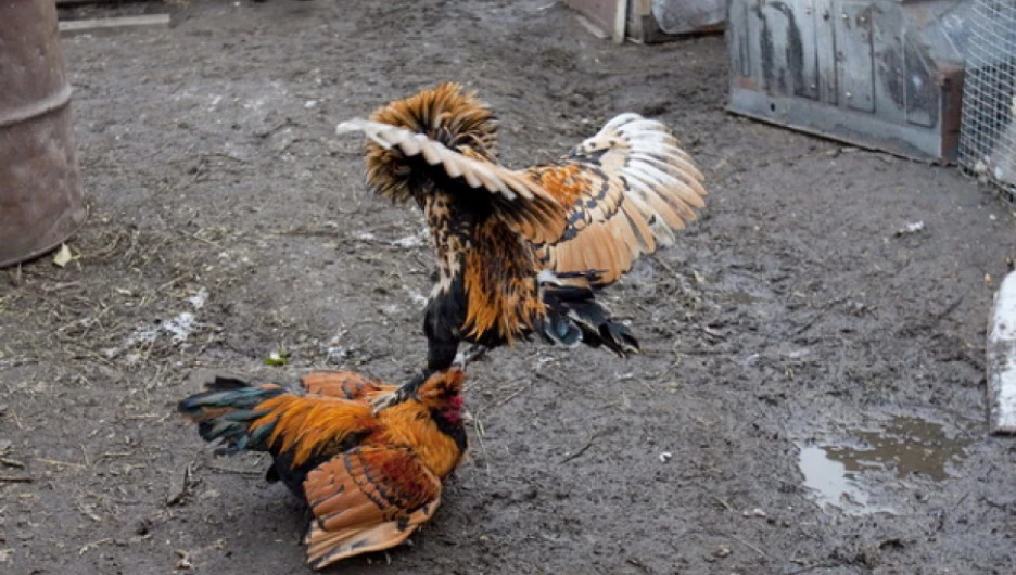 Разведение декоративных кур для Сергея Дмитриева – это творчество.