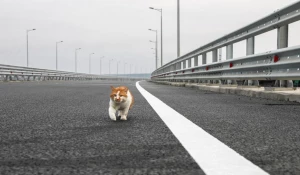 Кот Мостик живет на стройке Крымского моста.
