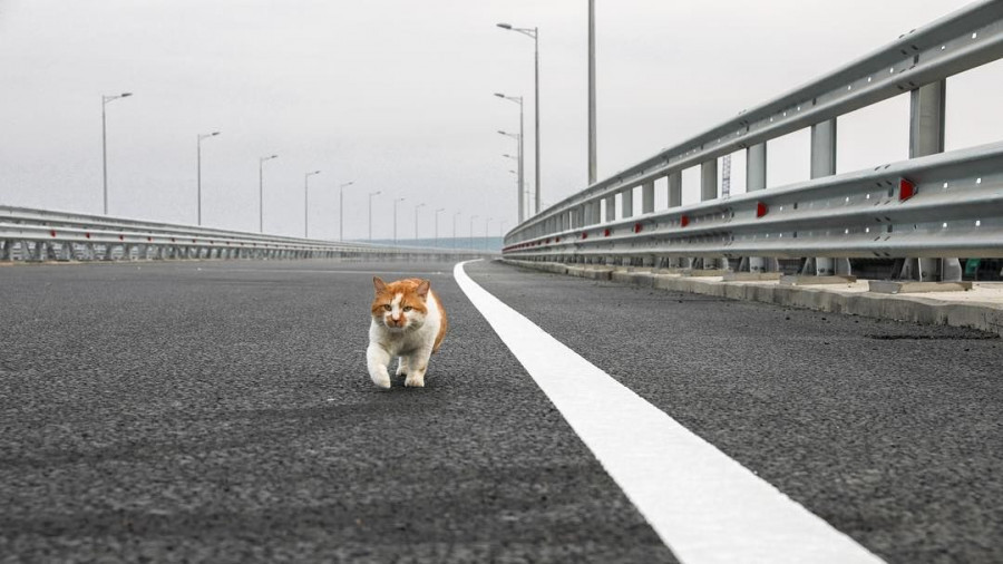 Кот Мостик живет на стройке Крымского моста.