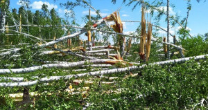 В Алтайском крае ураган серьезно повредил лесные массивы.