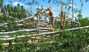 В Алтайском крае ураган серьезно повредил лесные массивы.
