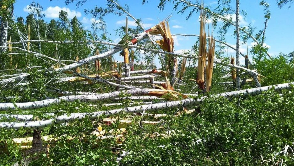 В Алтайском крае ураган серьезно повредил лесные массивы.