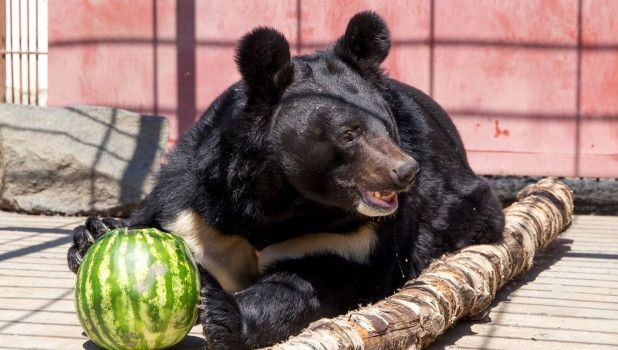 В барнаульском зоопарке медведя угостили арбузом.