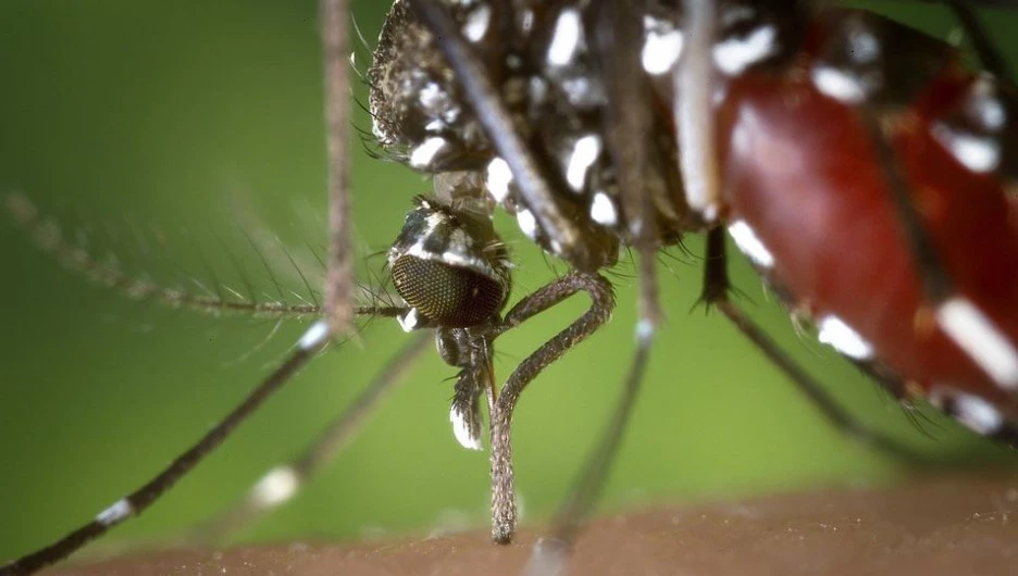 Что за тайские комары прилетели на Алтай и чем они опасны