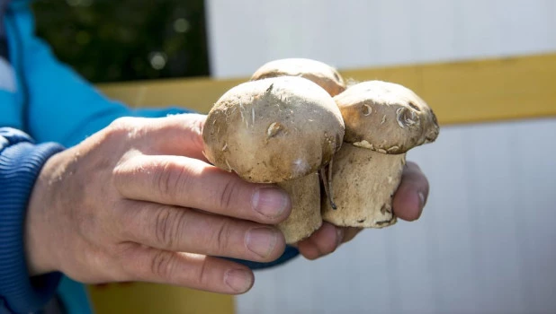 Продажа грибов на Новом рынке в Барнауле 9 июля 2018. 