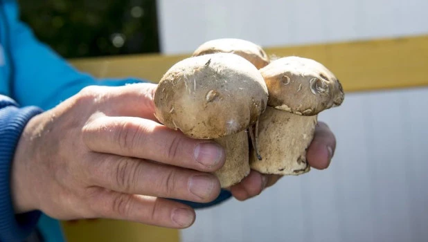 Продажа грибов на Новом рынке в Барнауле 9 июля 2018.