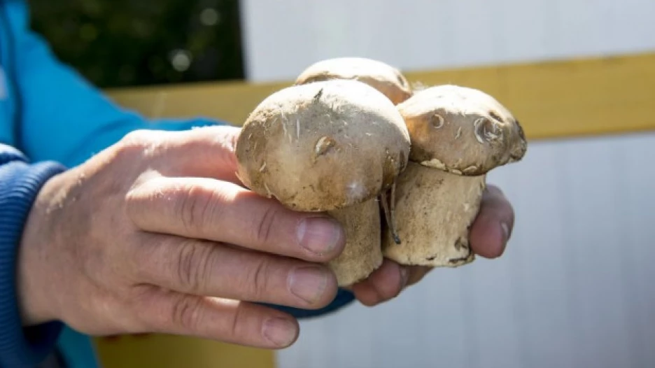 Продажа грибов на Новом рынке в Барнауле 9 июля 2018.